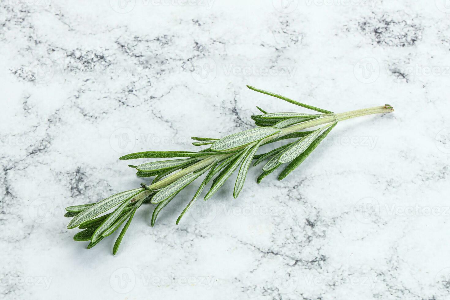 Rosemary branch - organic spicy herb photo