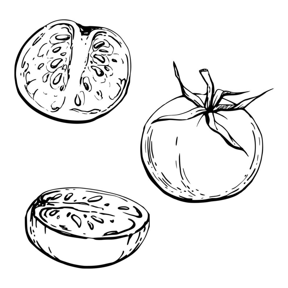 Hand drawn vector ink illustration. Tomato vegetable fruit, full and half, eco vegan farming product. Single object isolated on white. Design restaurant menu, cafe, food shop or package, flyer, print.