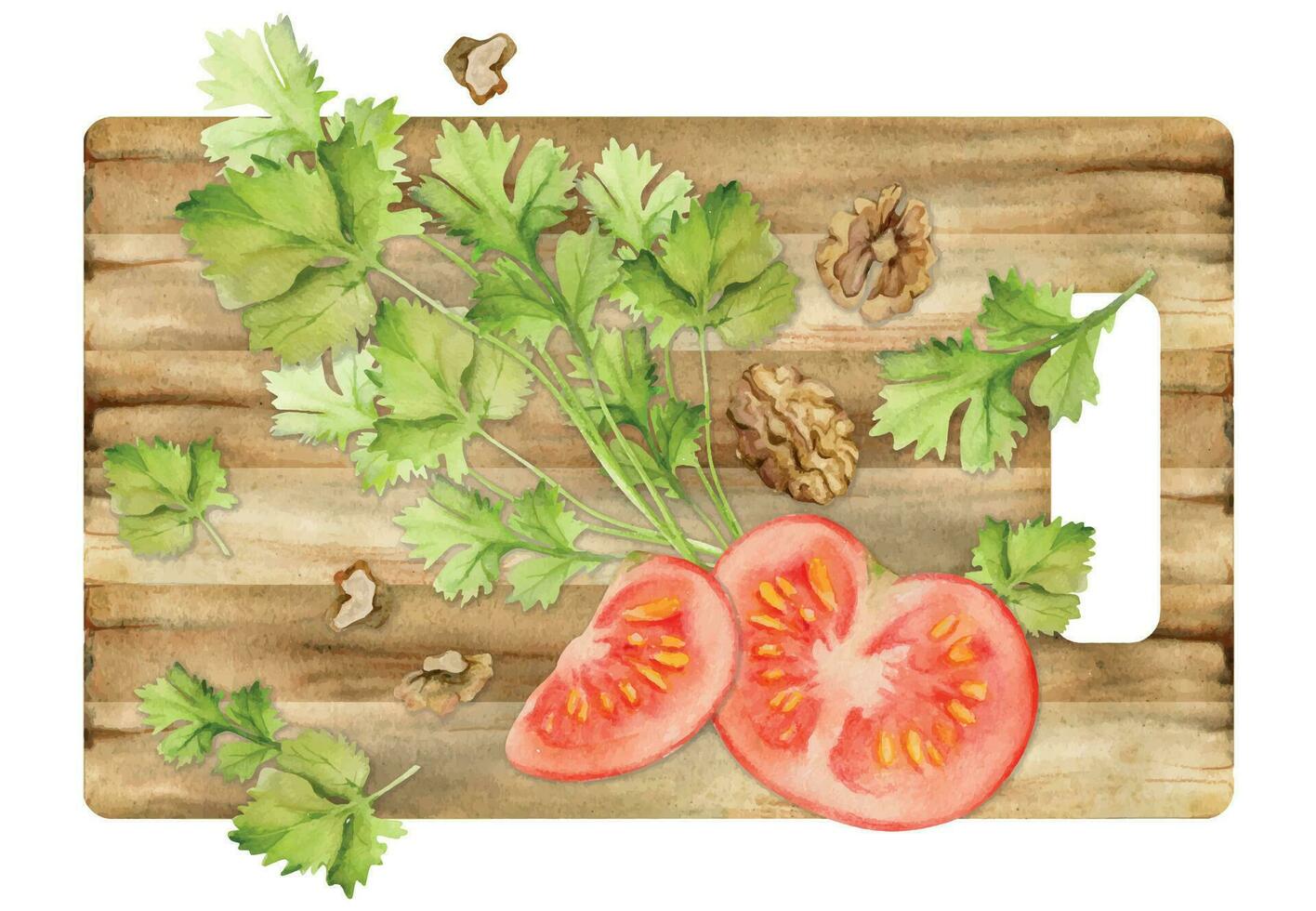 mano dibujado acuarela tomate verdura, cilantro perejil hierba, nueces dieta y sano estilo de vida, ensalada vegano cocinando. ilustración composición aislado en blanco antecedentes. diseño imprimir, tarjeta, menú vector