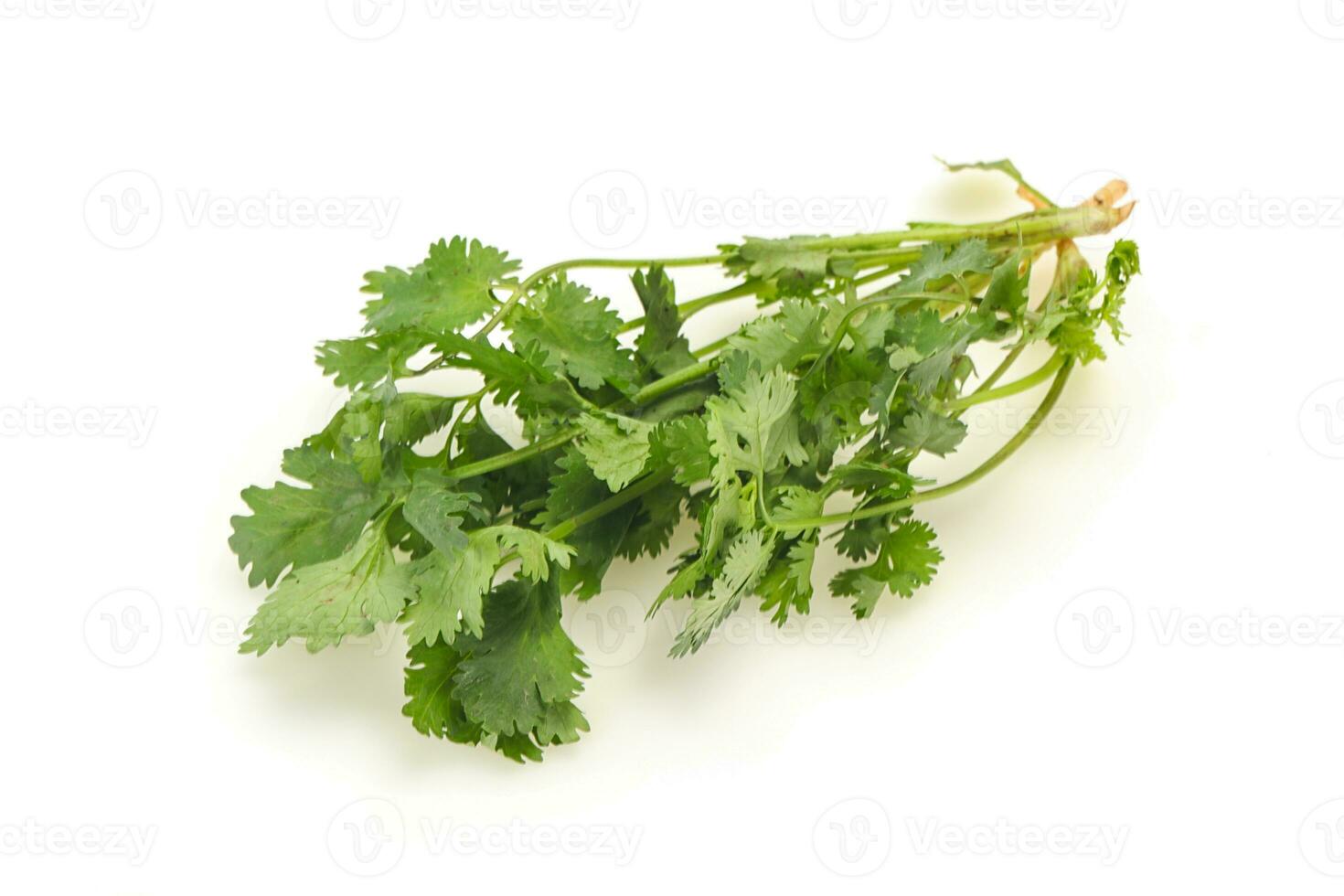 Fresh ripe  Green cilantro leaves photo