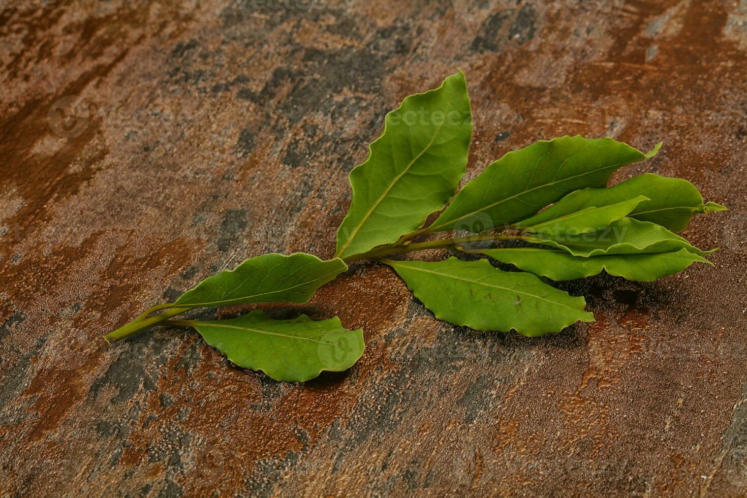 Green laurel leaves on the branch photo