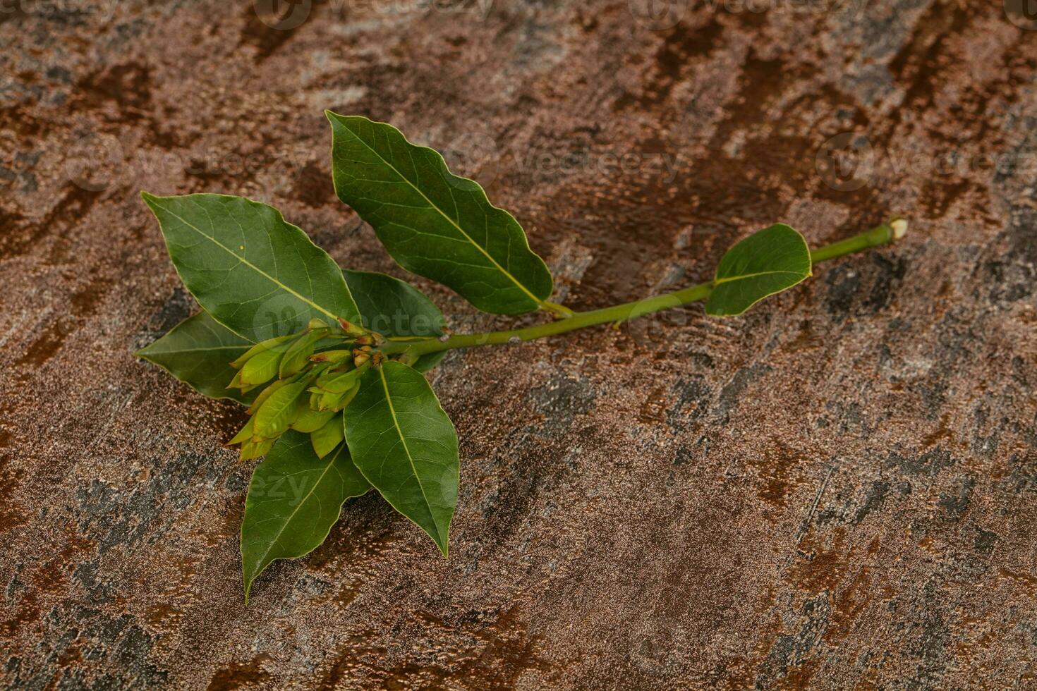 rama de laurel de aroma joven verde foto