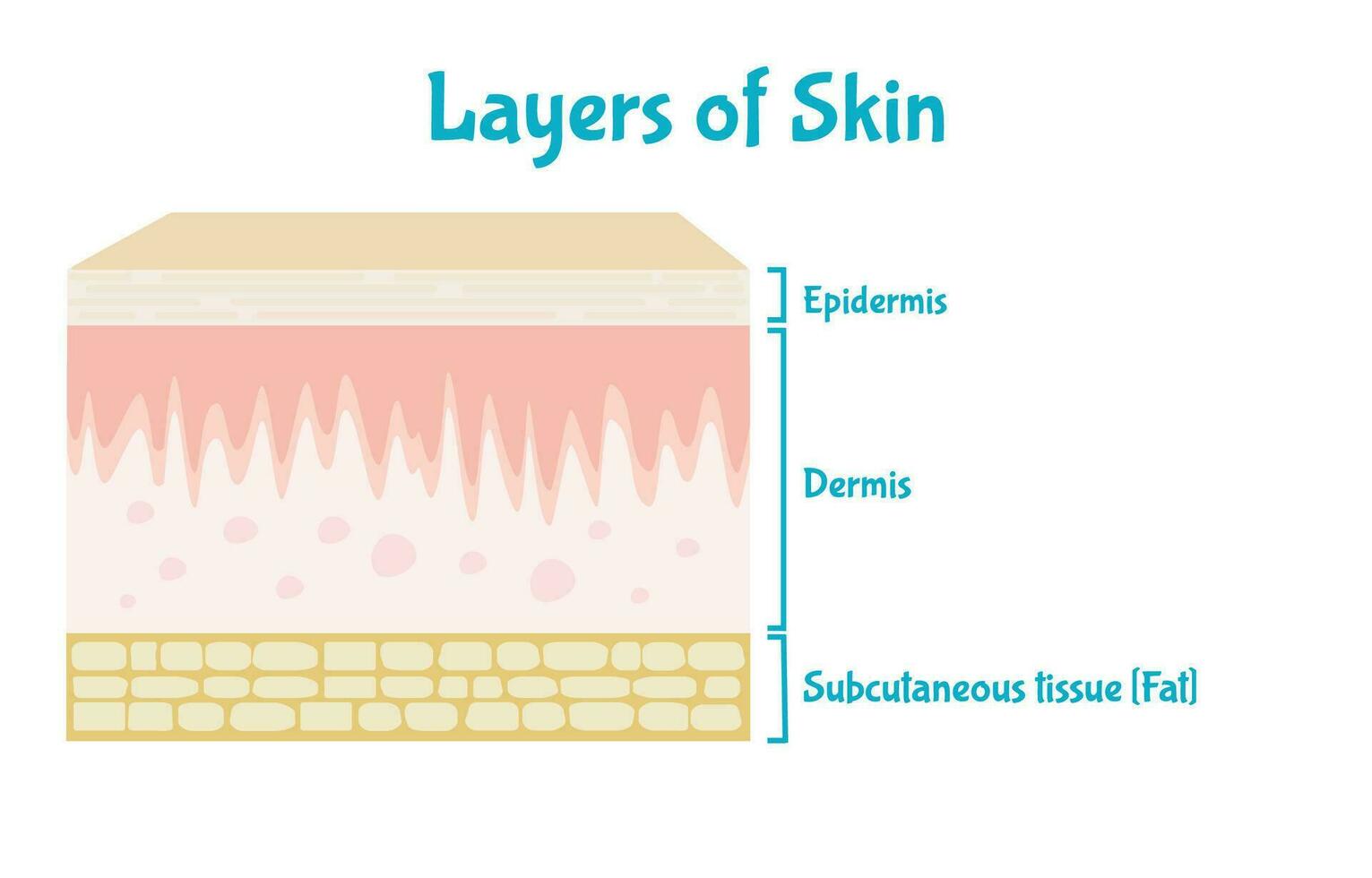 Three main layers of human skin, Skin anatomy medical diagram illustration. vector