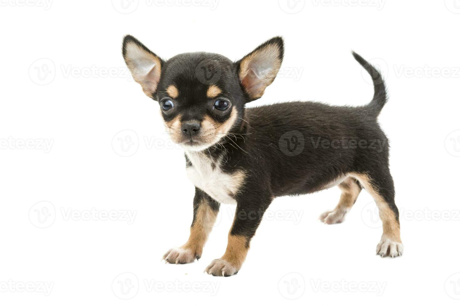 Chihuahua puppy isolated on white background photo