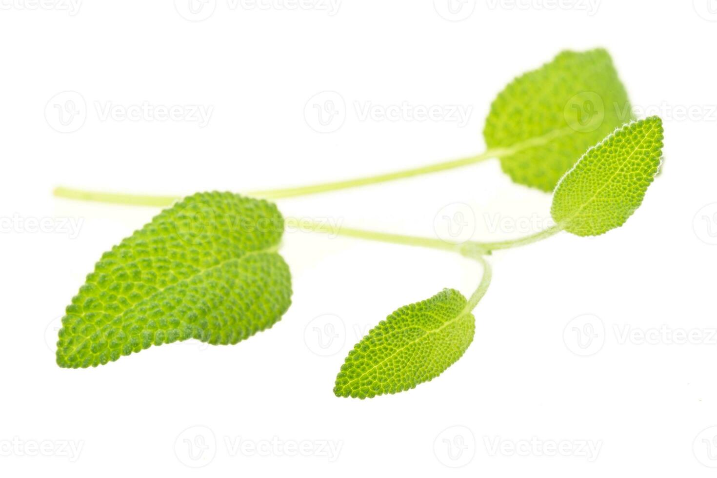 Sage isolated on white background photo