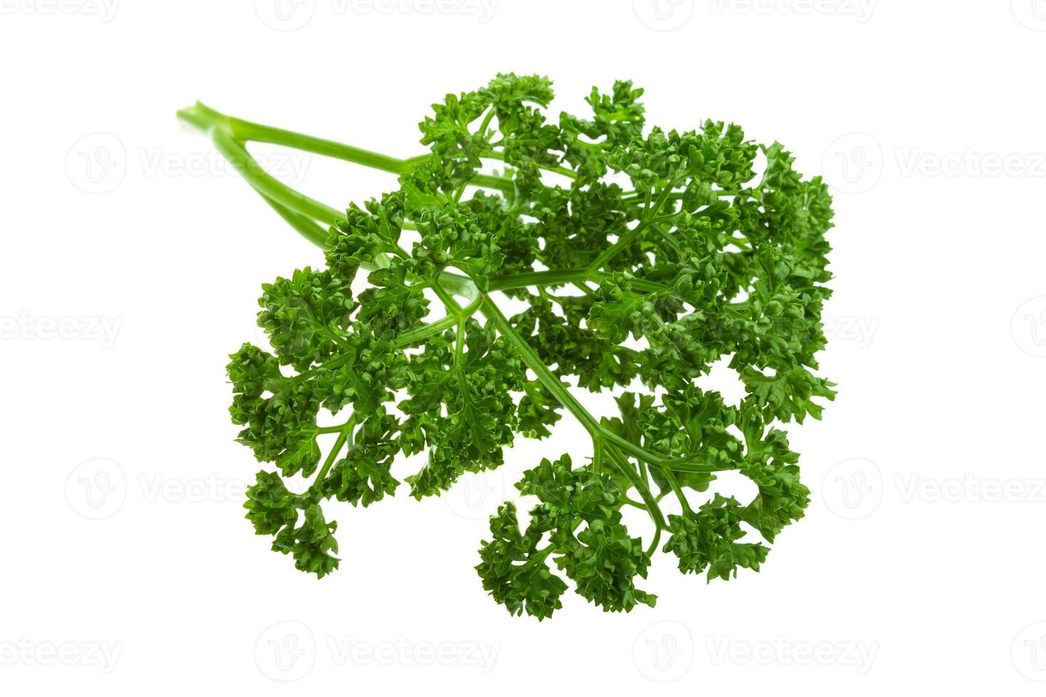 Parsley branch isolated on white photo