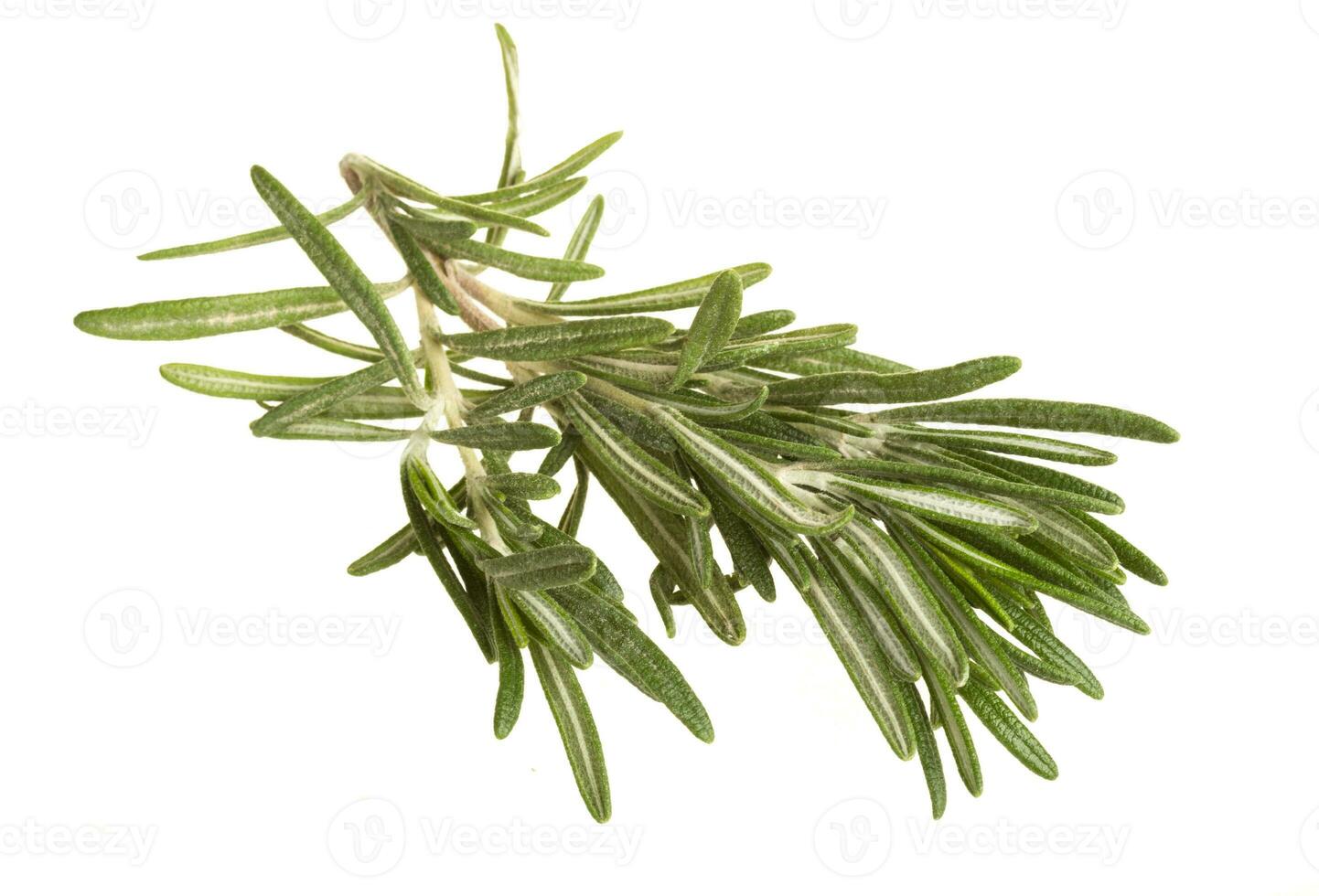 Rosemary isolated on white photo