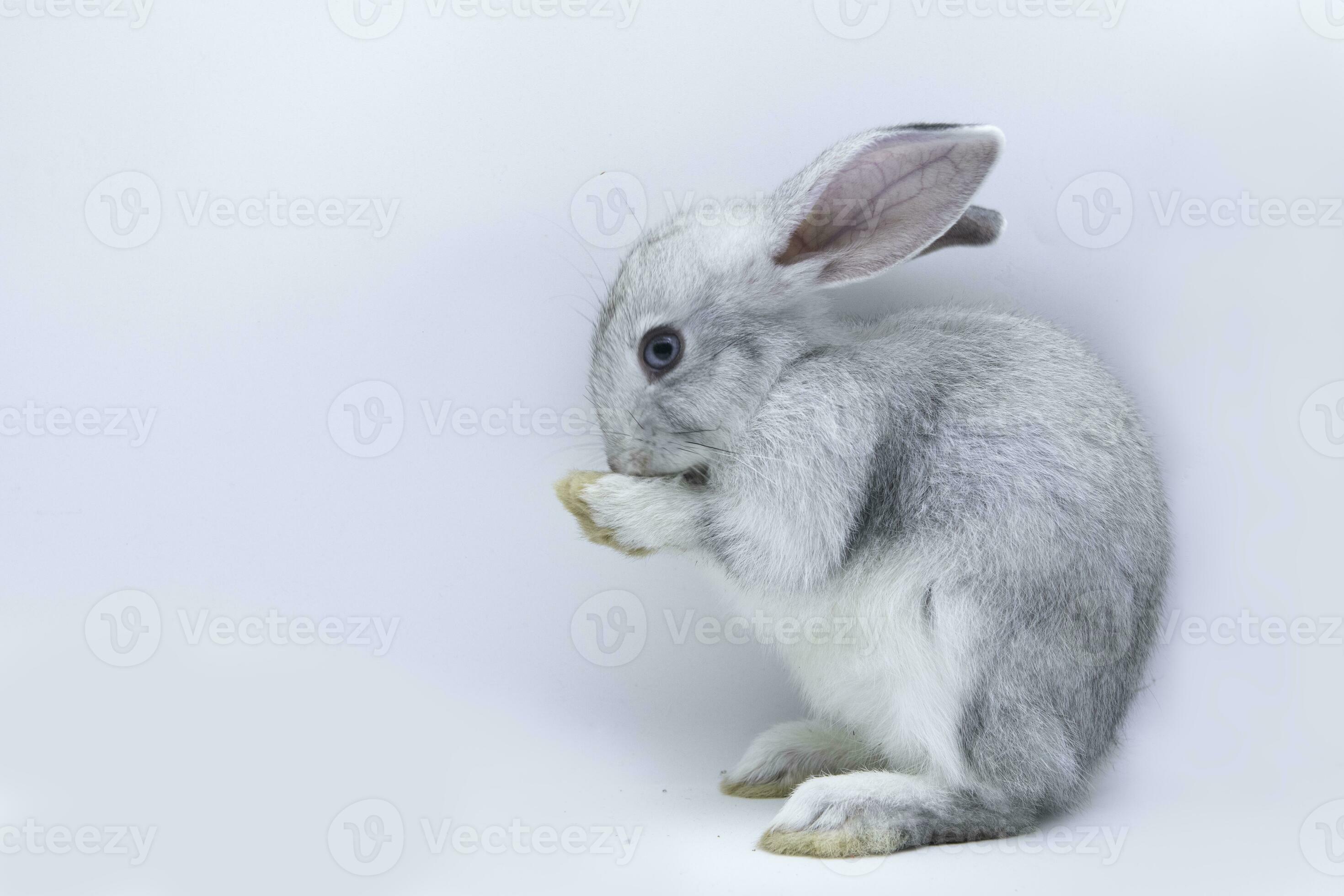1. Asian Rabbit Viral Video Controversy - vl6xvuu