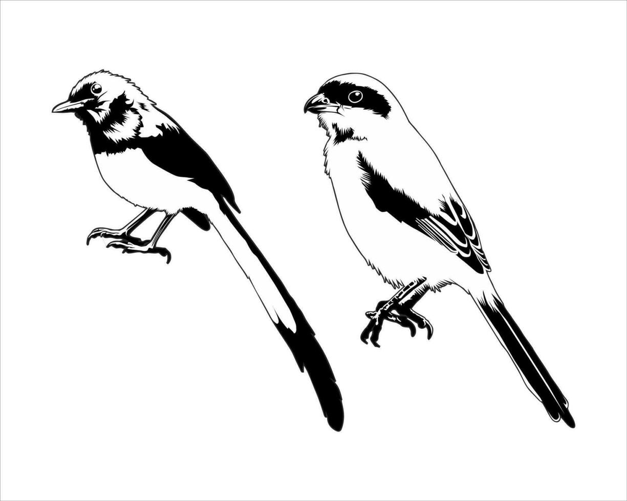 vector silhouette of a black and white magpie