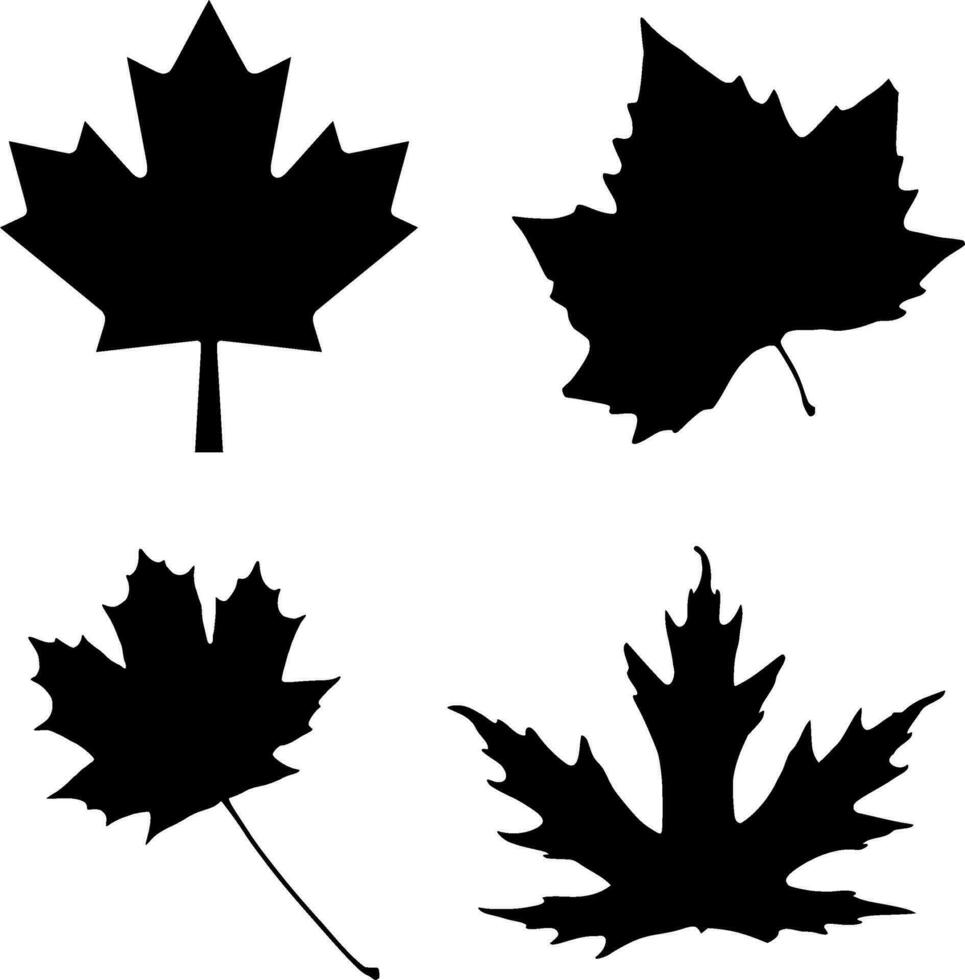 Maple Leaf Silhouette Vector on white background