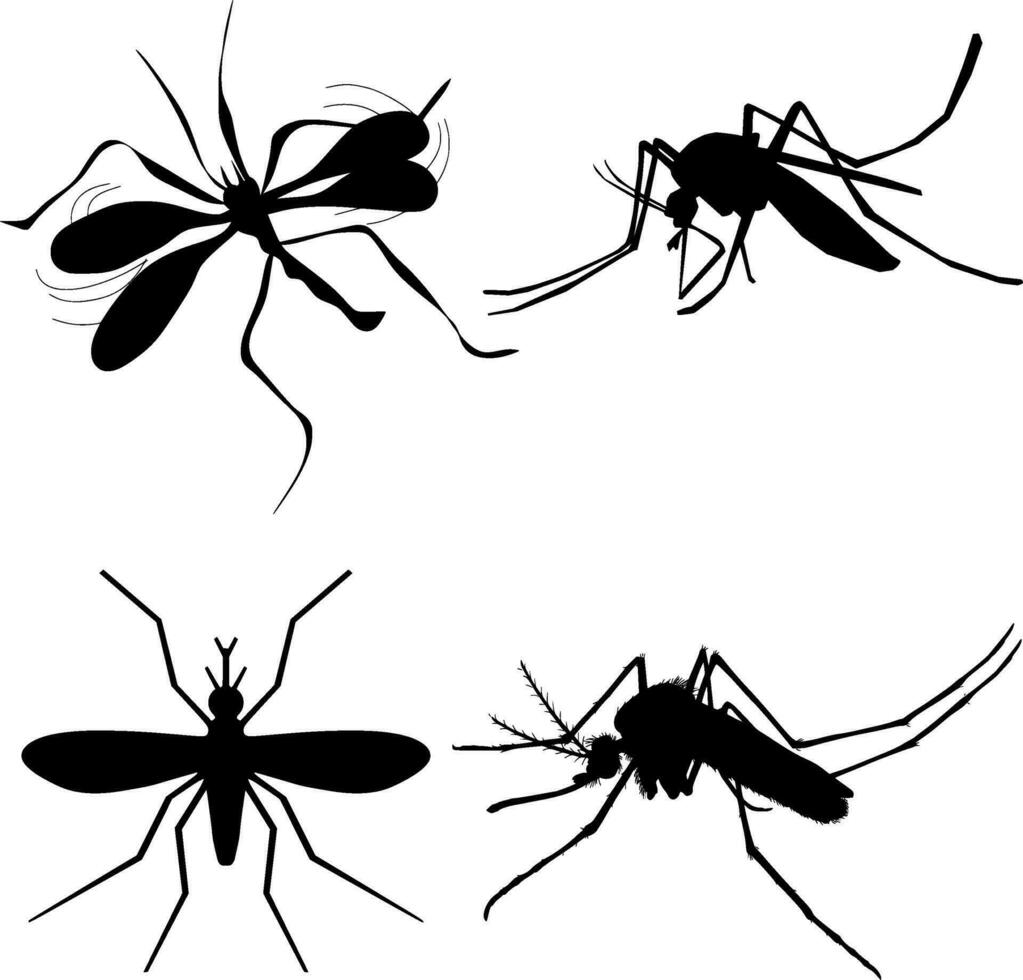 Mosquito Silhouette Vector on white background