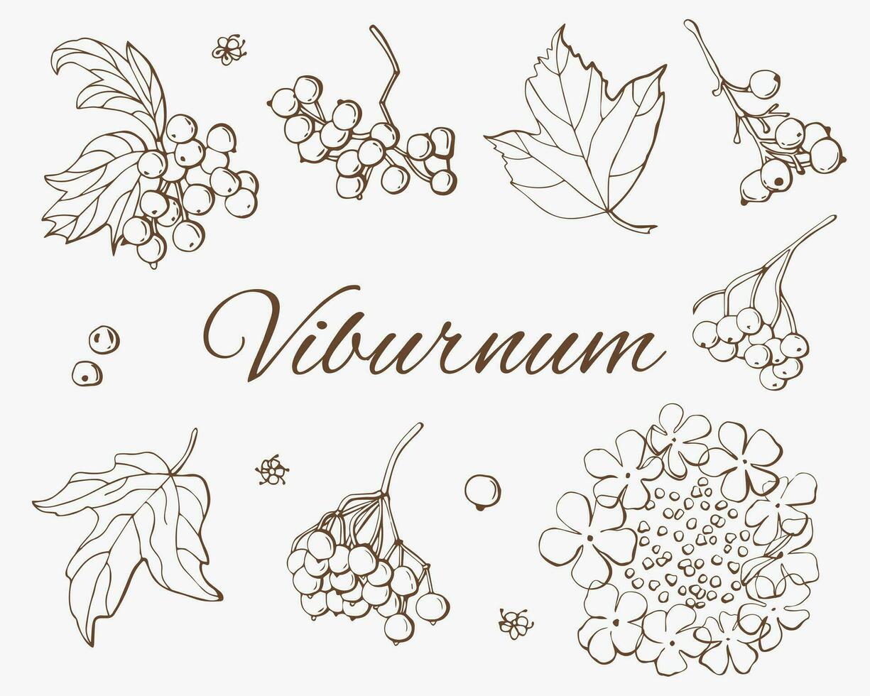 Viburnum berries graphic set. White background, isolate. Line art. vector