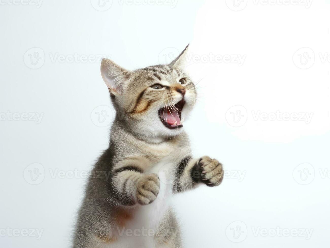 awesome epic photo of cat on white background national geographic style AI Generative