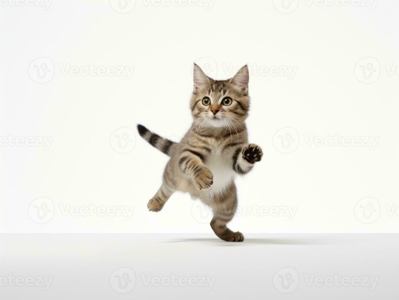 awesome epic photo of cat on white background national geographic style AI Generative