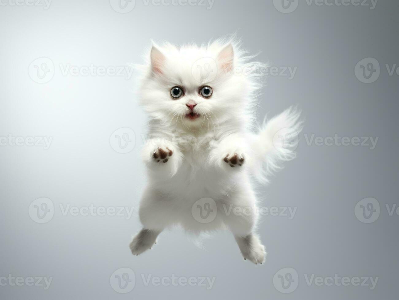 awesome epic photo of cat on white background national geographic style AI Generative