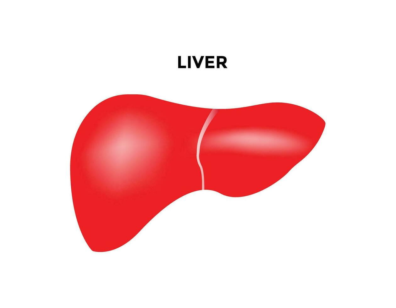 Human liver organ with gallbladder flat vector icon for medical apps and websites