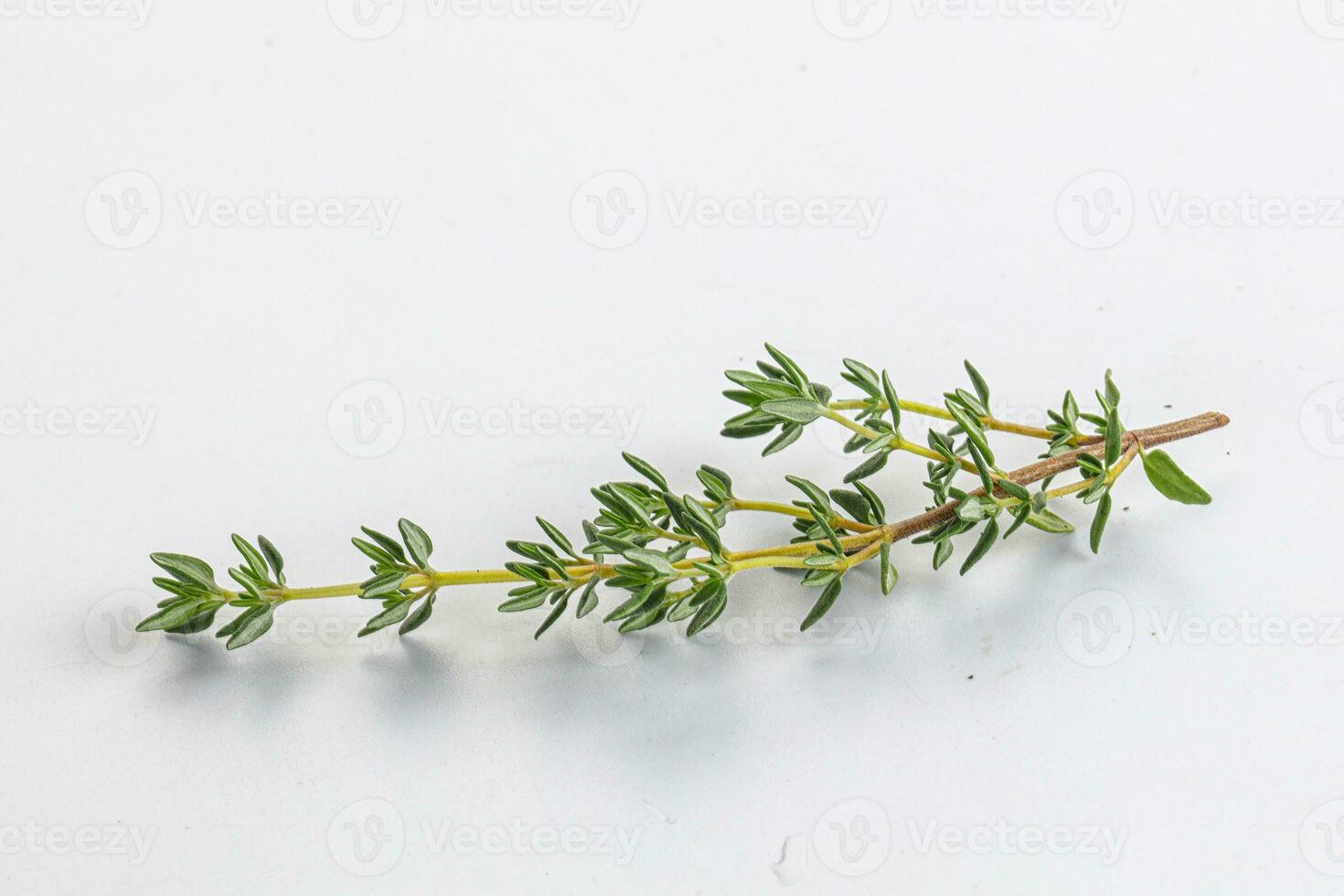 Aroma seasoning thyme stem with leaves photo