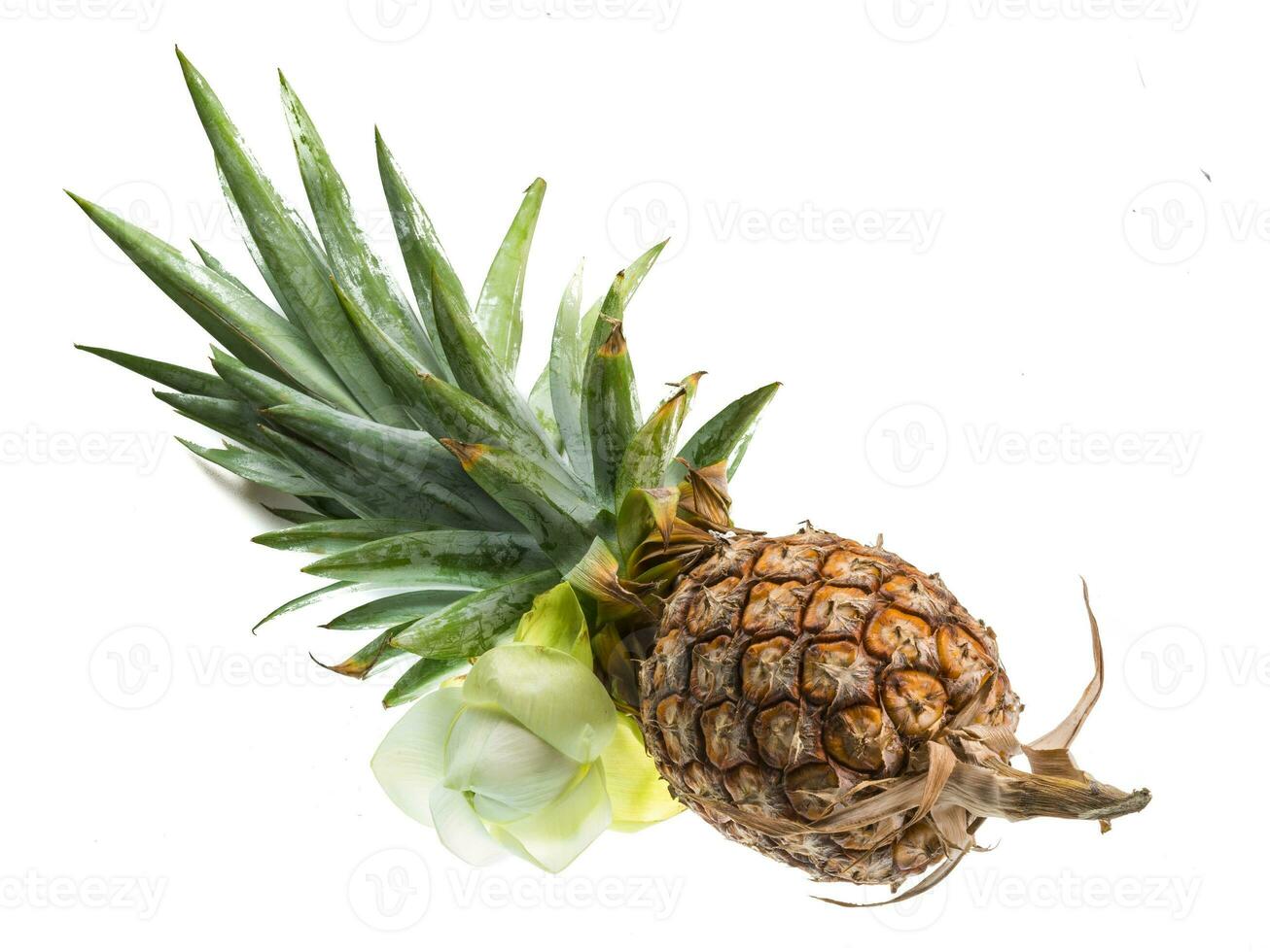 Pineapple tropical fruit photo