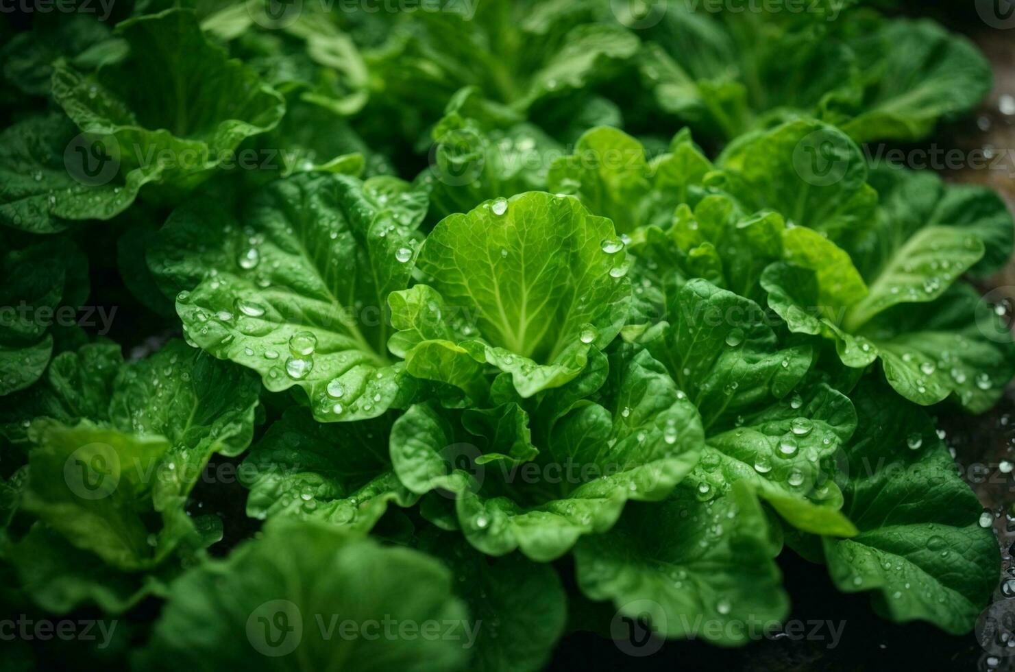 fresh green lettuce with water drops in vegetable garden, healthy food concept, AI Generative photo