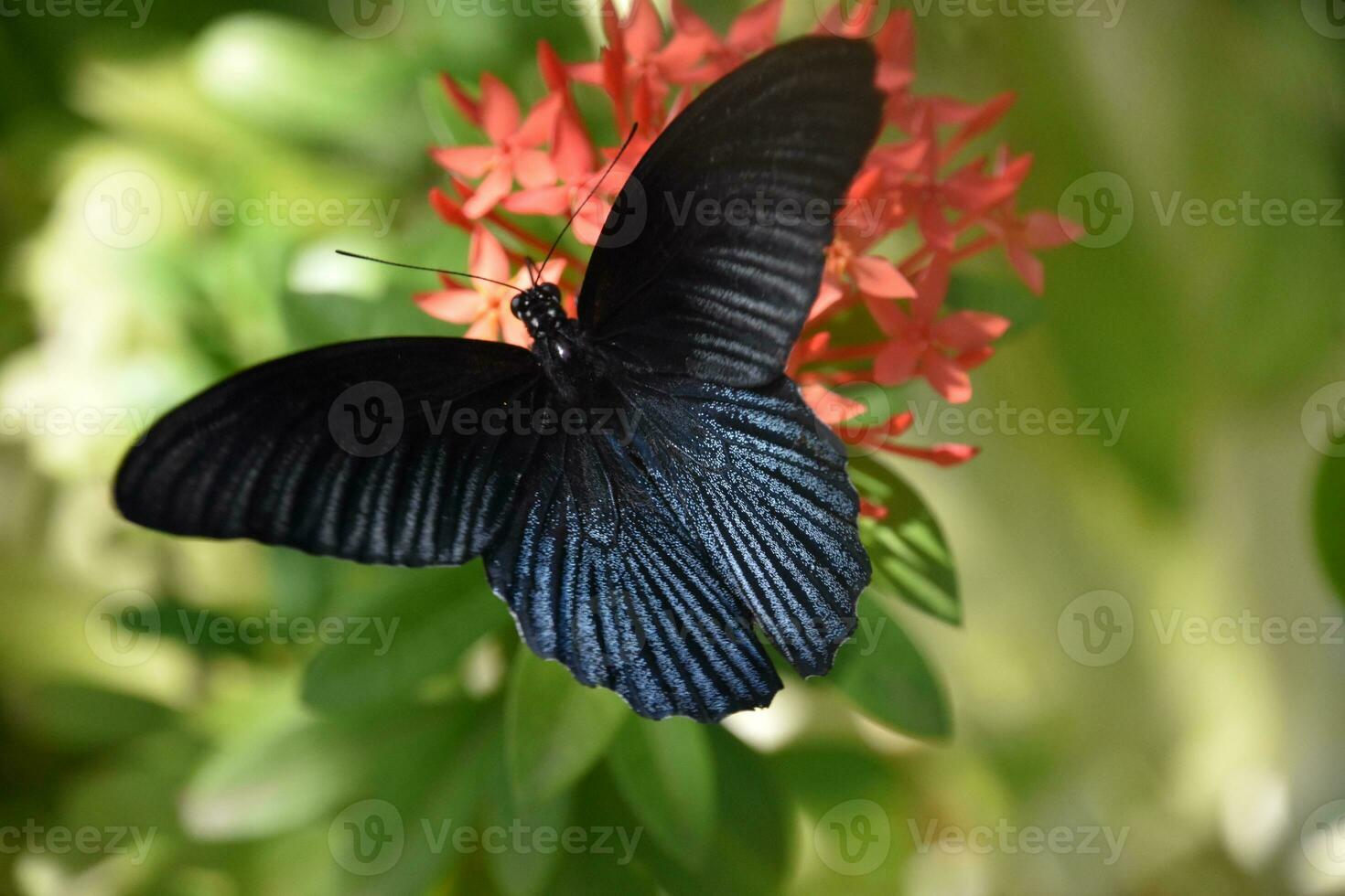 Black Butterfly with a Wide Wingspan in a Garden photo