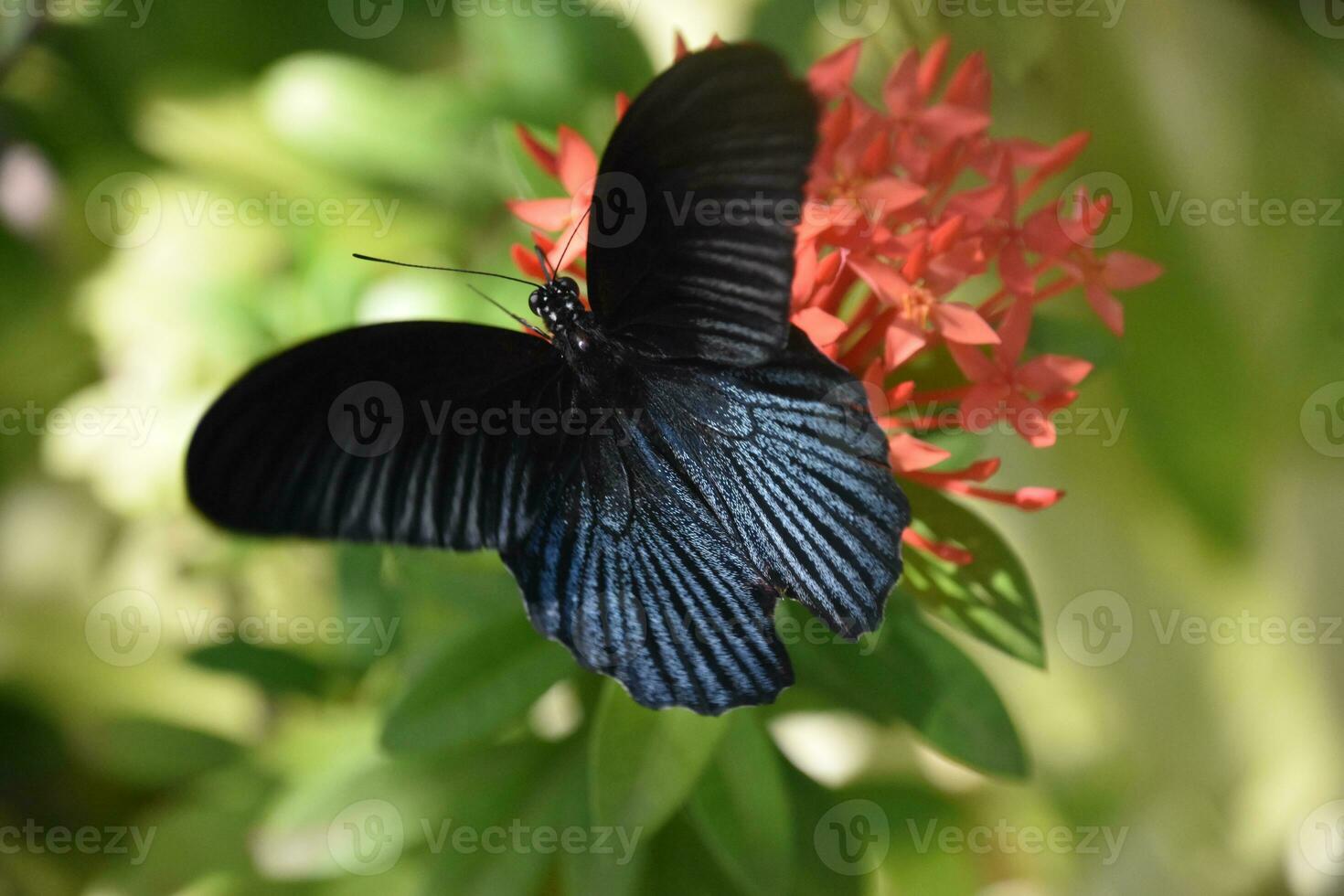 Scales on the Wings of a Black Butterfly photo