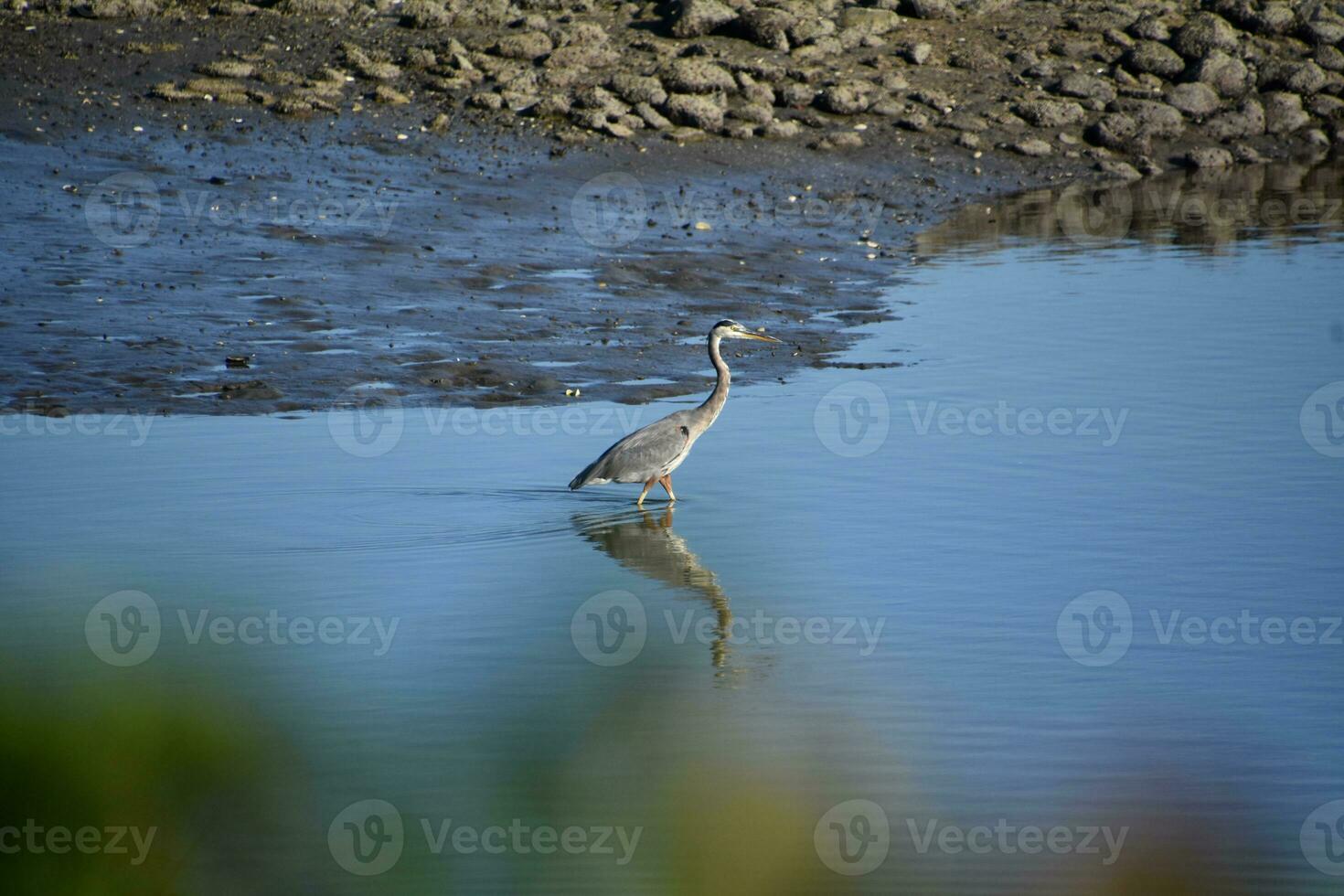 Great Blue Heron Wading in Shallow Waters photo