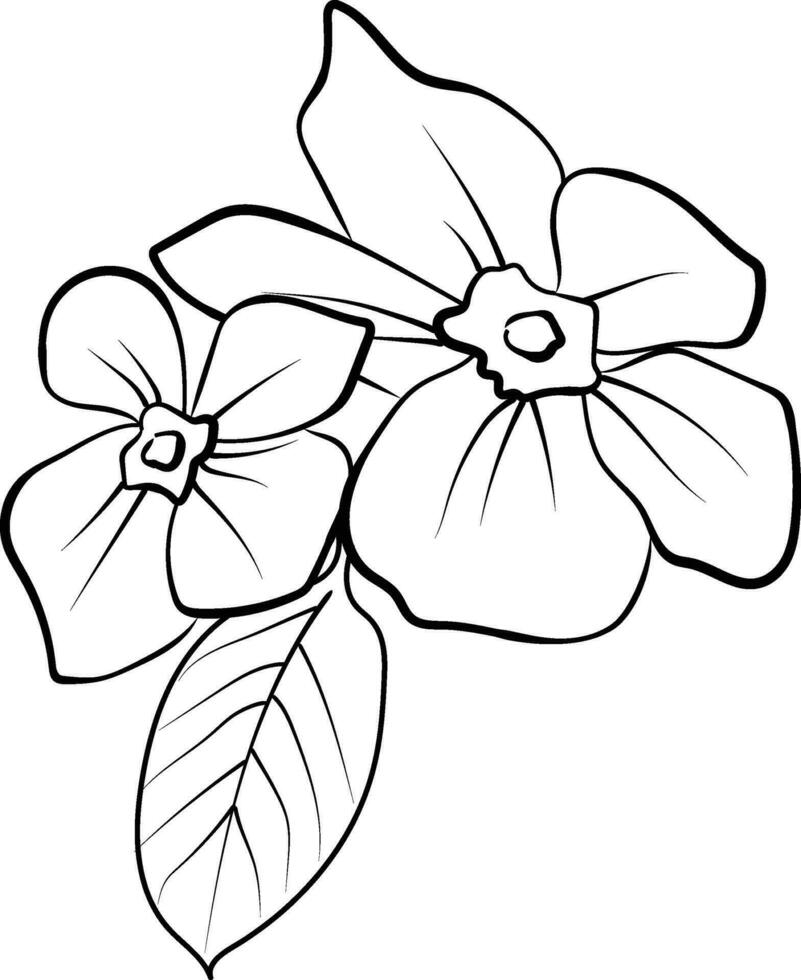 periwinkle flower sketch, clip art minimilist periwinkle flower outline, simple Catharanthus line drawings, simple periwinkle flower drawing, pencil sketch sadabahar flower drawing vector