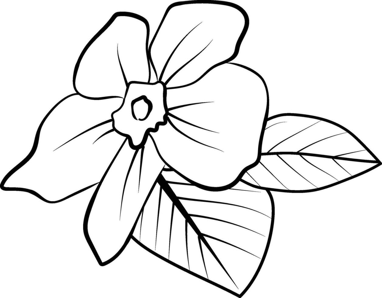 periwinkle flower sketch, clip art minimilist periwinkle flower outline, simple Catharanthus line drawings, simple periwinkle flower drawing, pencil sketch sadabahar flower drawing vector