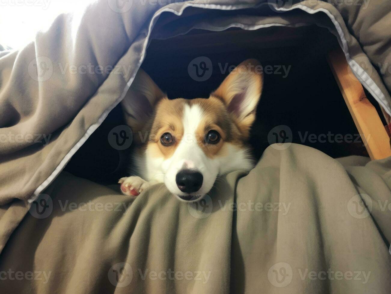 Mischievous dog peeking out from a cozy blanket fort AI Generative photo