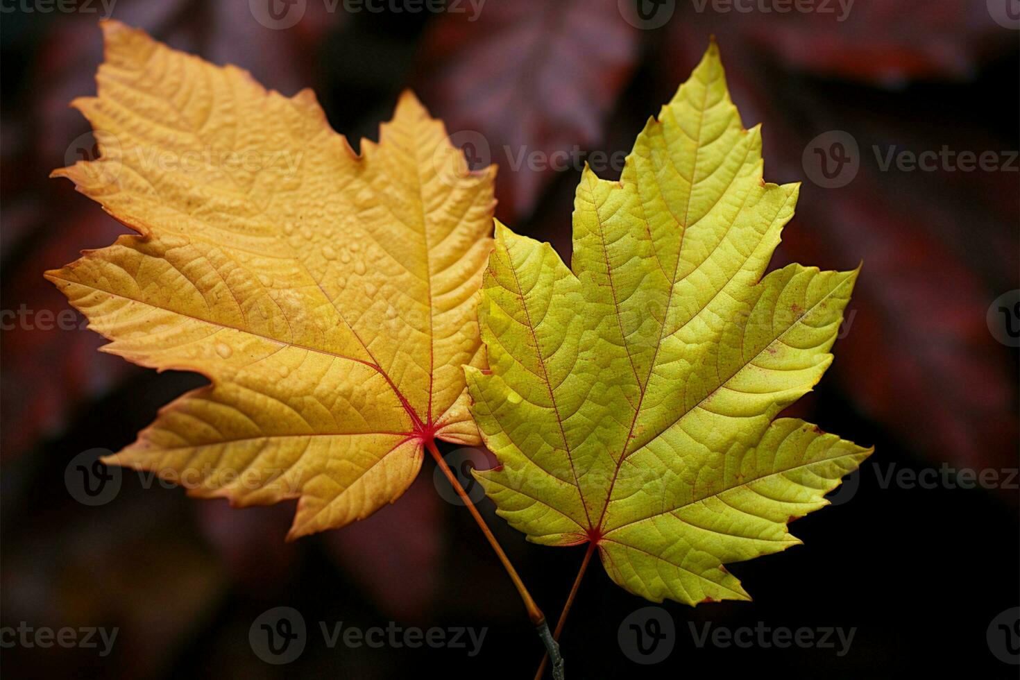 Two fall leaves, showcasing natures stunning autumnal palette AI Generated photo