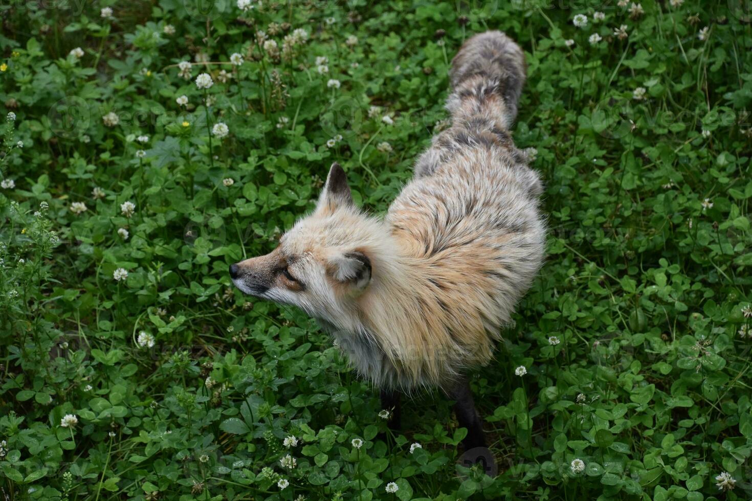 Fluffy True Fox in Clover and Weeds photo
