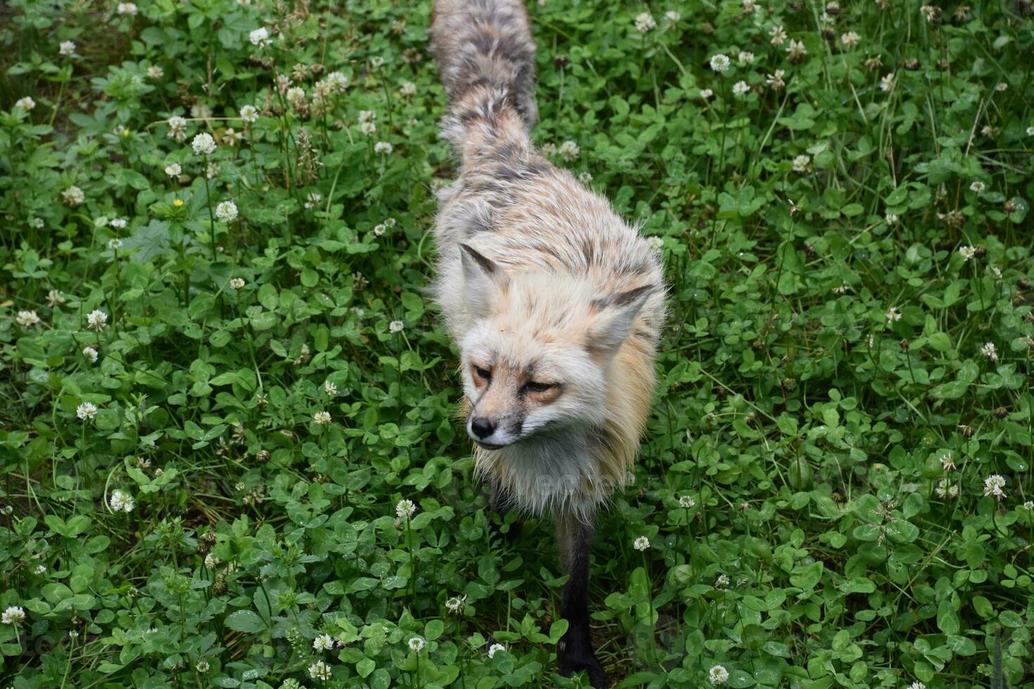 Looking Down at a Curious Red Fox photo