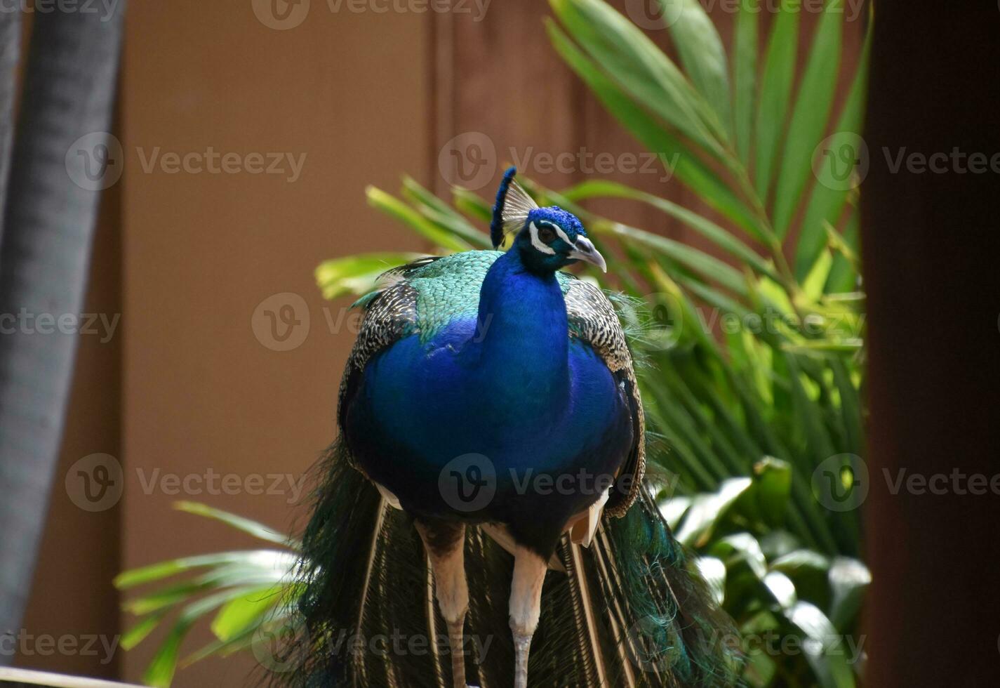 Looking into the Eye of a Blue Peacock photo