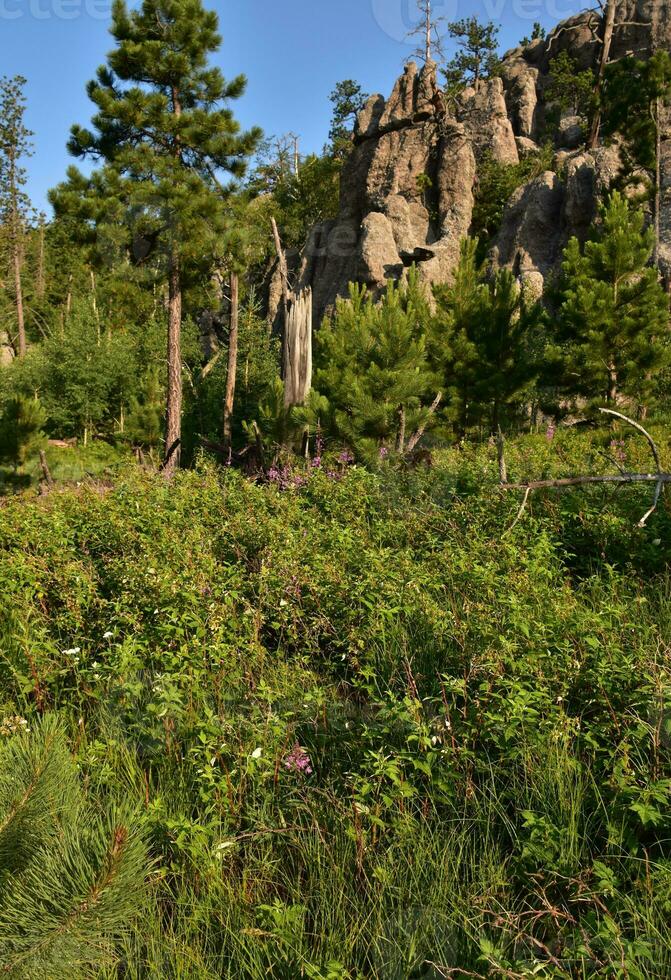 Wildflowers Growing Along a Hiking Path in South Dakota photo