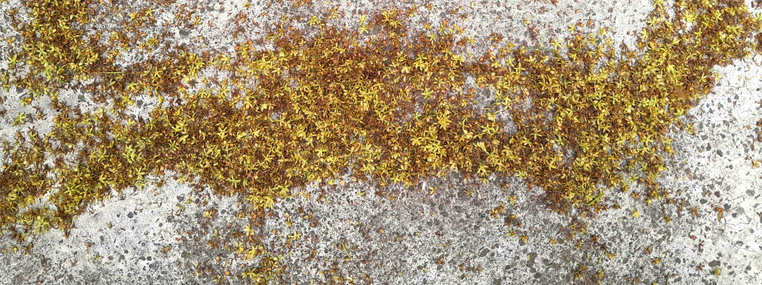 Blossom petals on the concrete floor textured with copy space for text photo