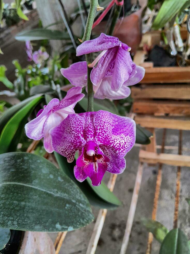 Orchid in a flower pot on the backyard in the house. Care of a houseplant. photo