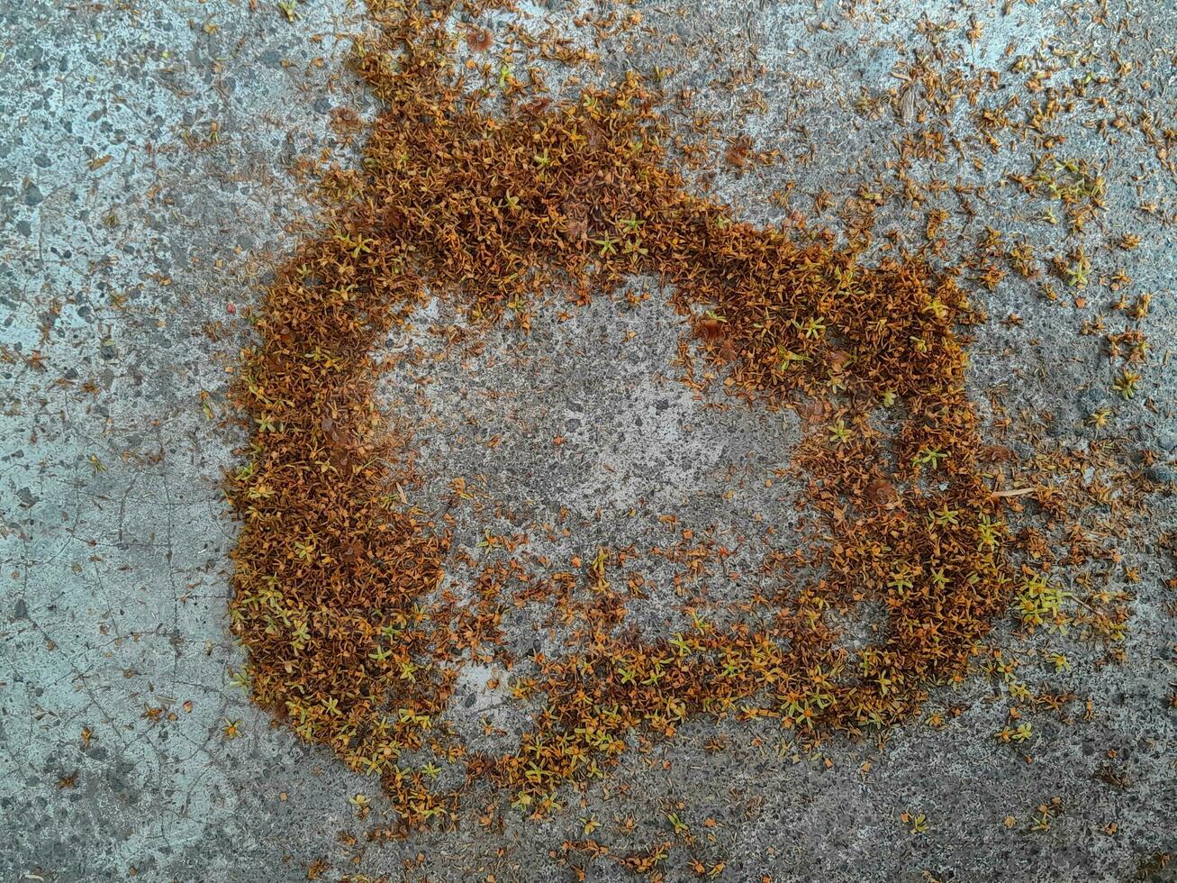 Blossom petals on the concrete floor textured with copy space for text photo