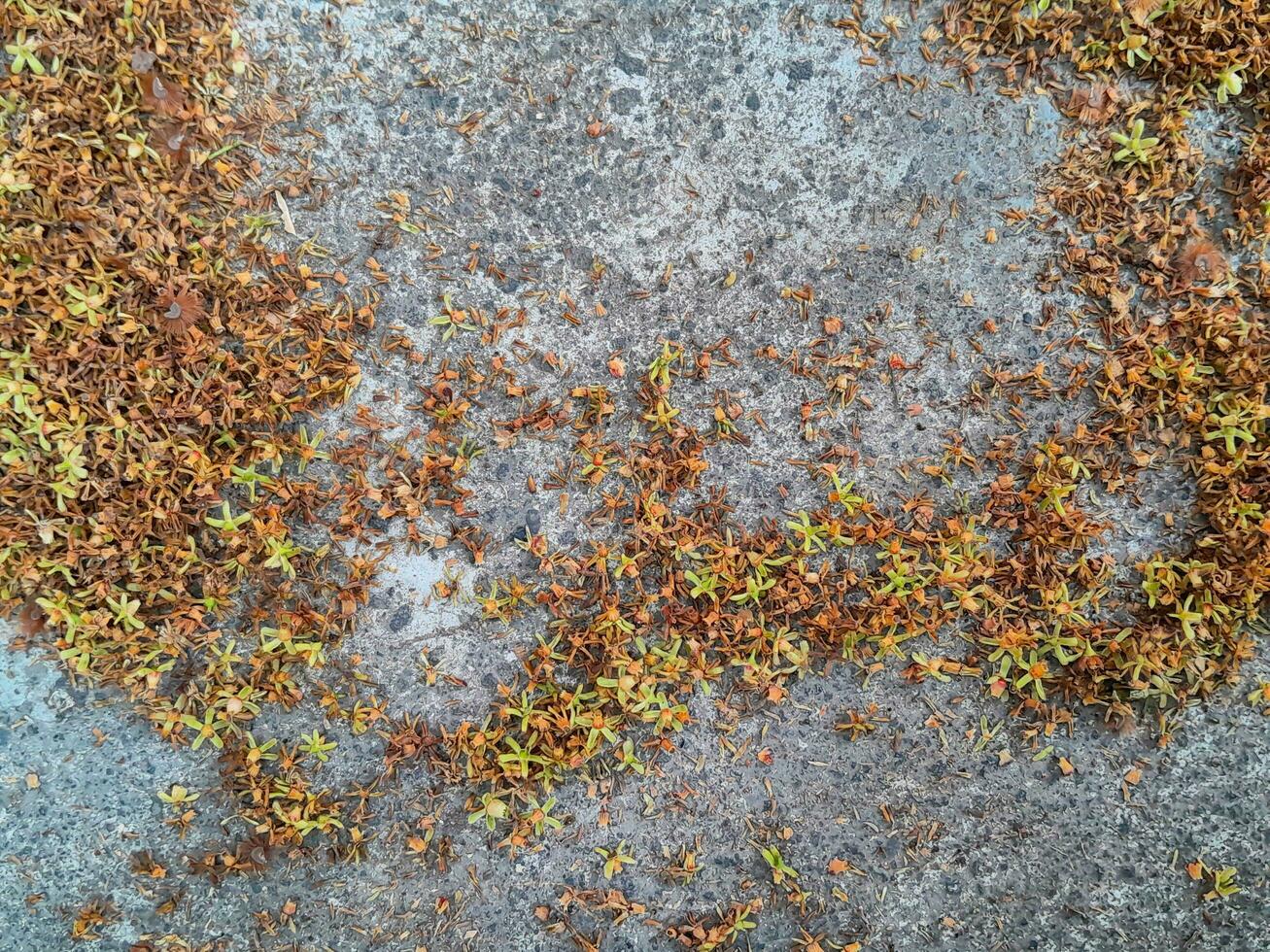 Blossom petals on the concrete floor textured with copy space for text photo