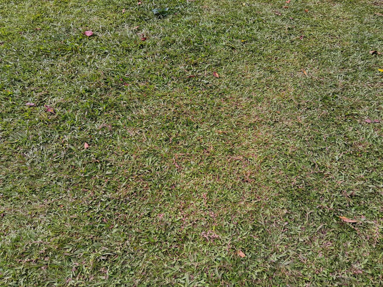 Full frame of grassland in a park photo