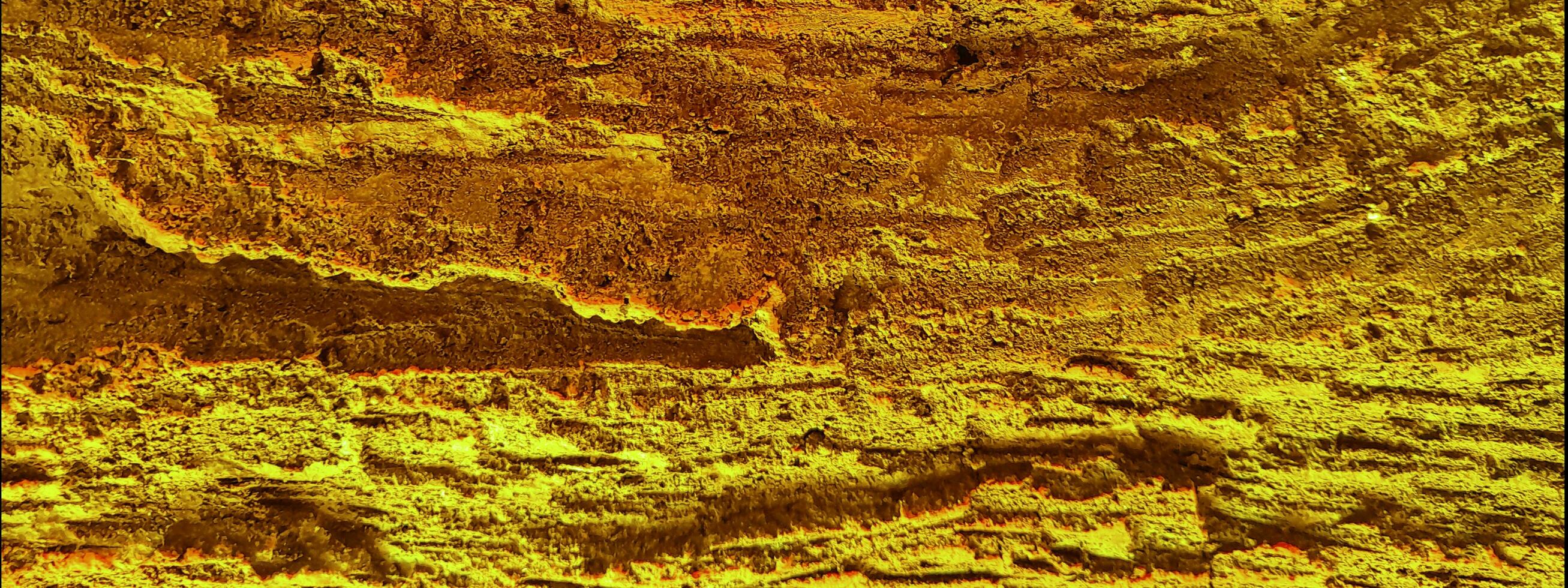 close up of a bark texture photo