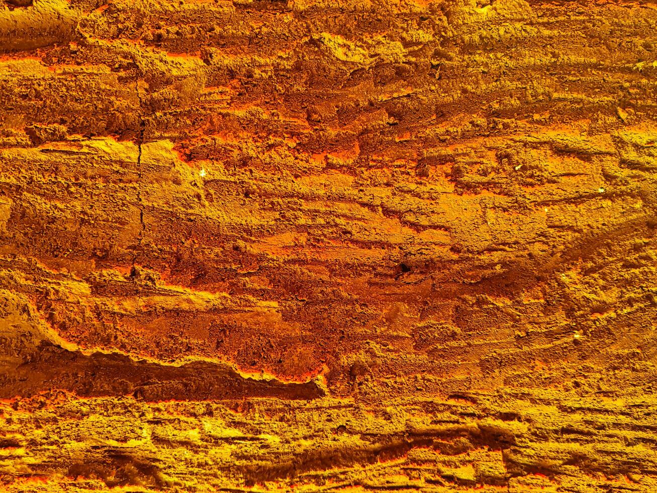 close up of a bark texture photo
