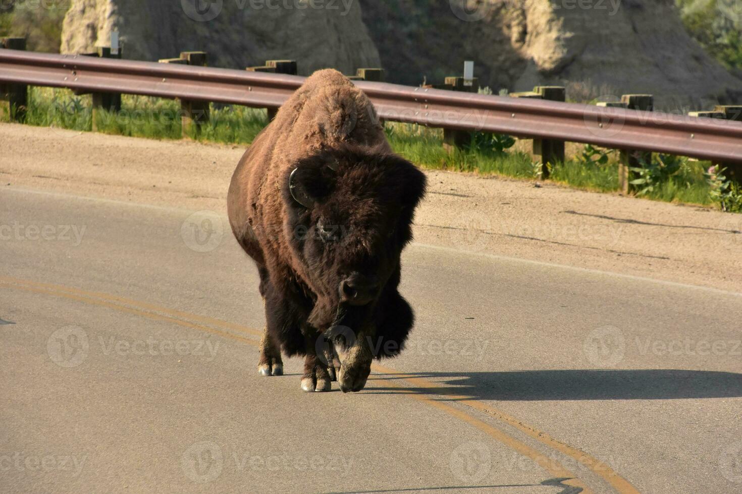 americano bisonte caminando abajo un la carretera camino foto