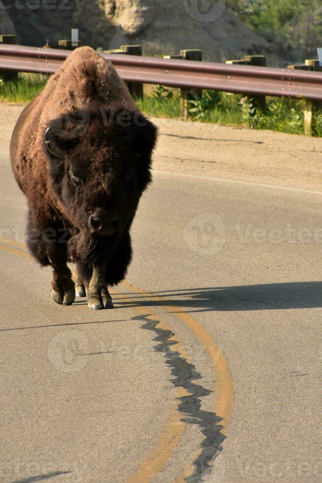 bisonte caminando en un la carretera camino en norte Dakota foto
