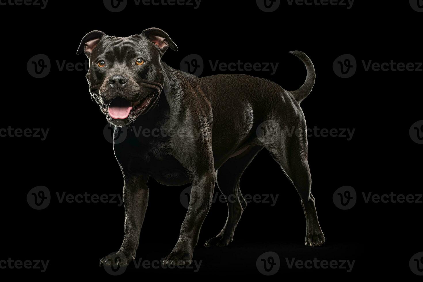 Photo of a spirited Staffordshire Bull Terrier in a dynamic stance on a spotless white background. Generative AI