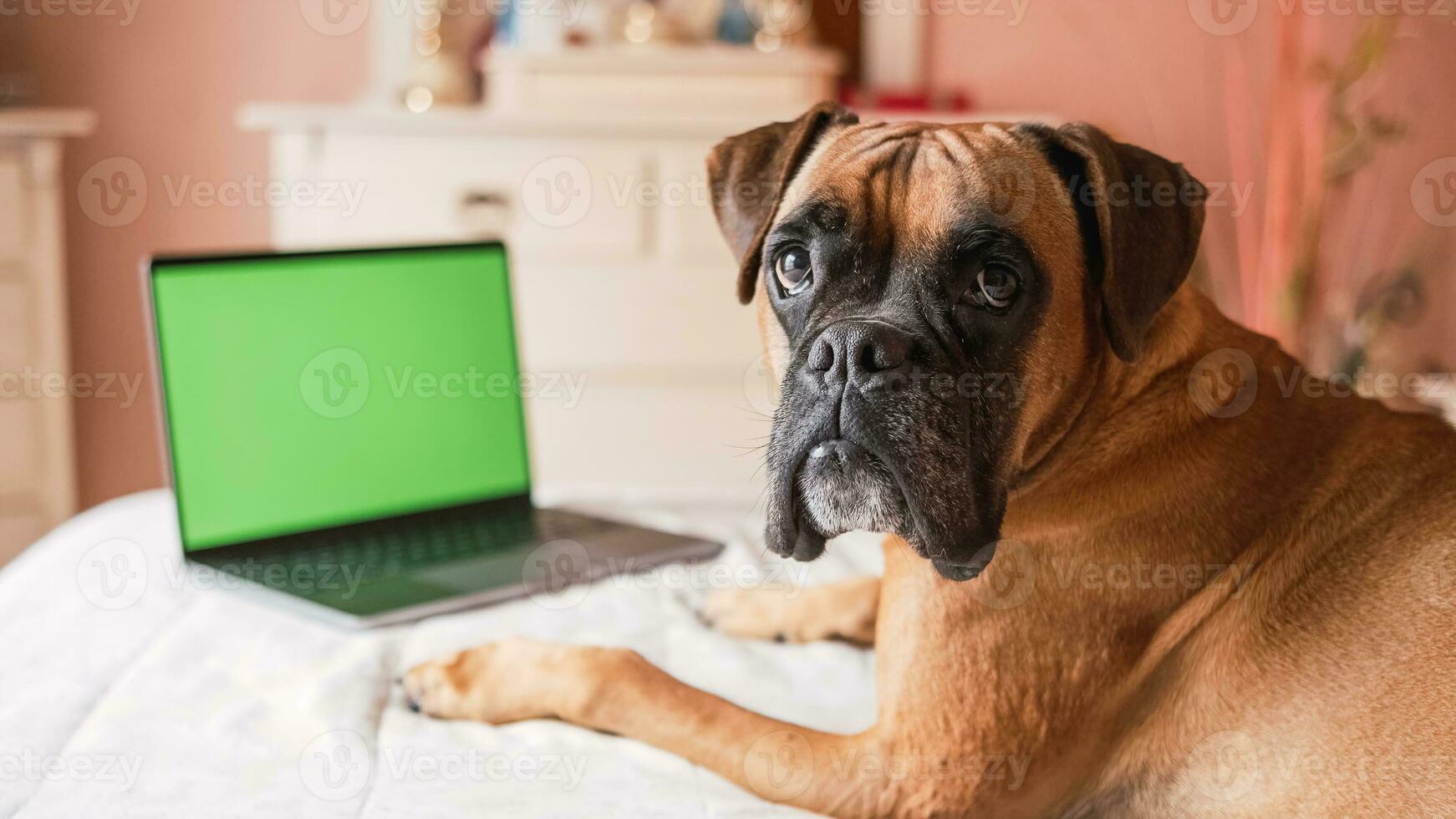 Cute dog lying on belly over cozy bed while looking at camera with blank green chromakey screen photo