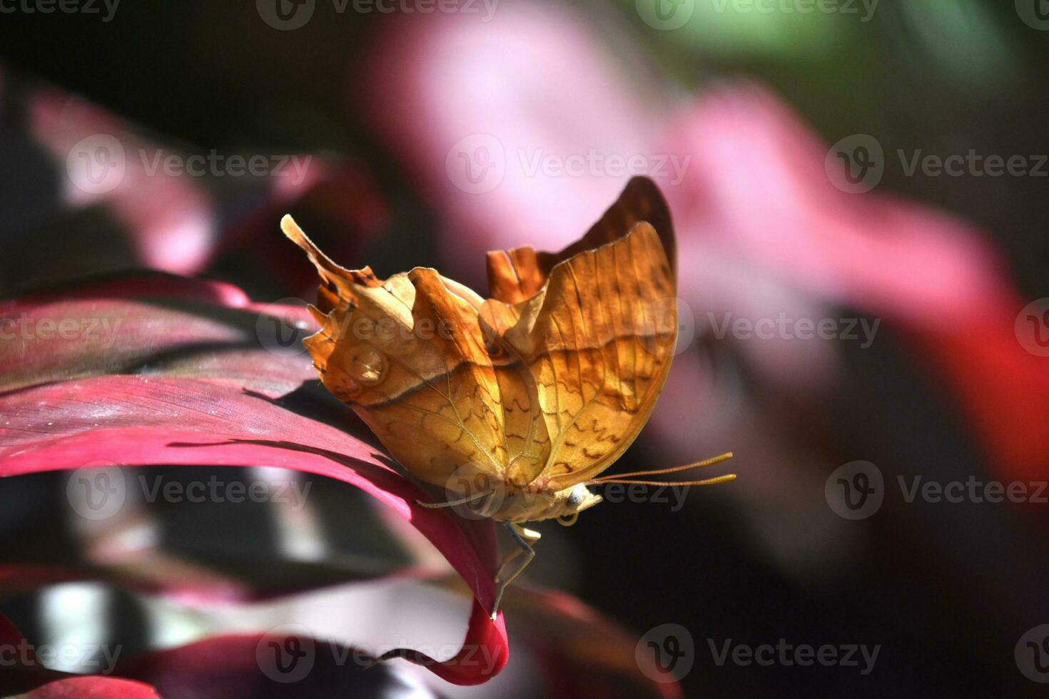 Pretty Orange Cruiser Butterfly in a Garden photo