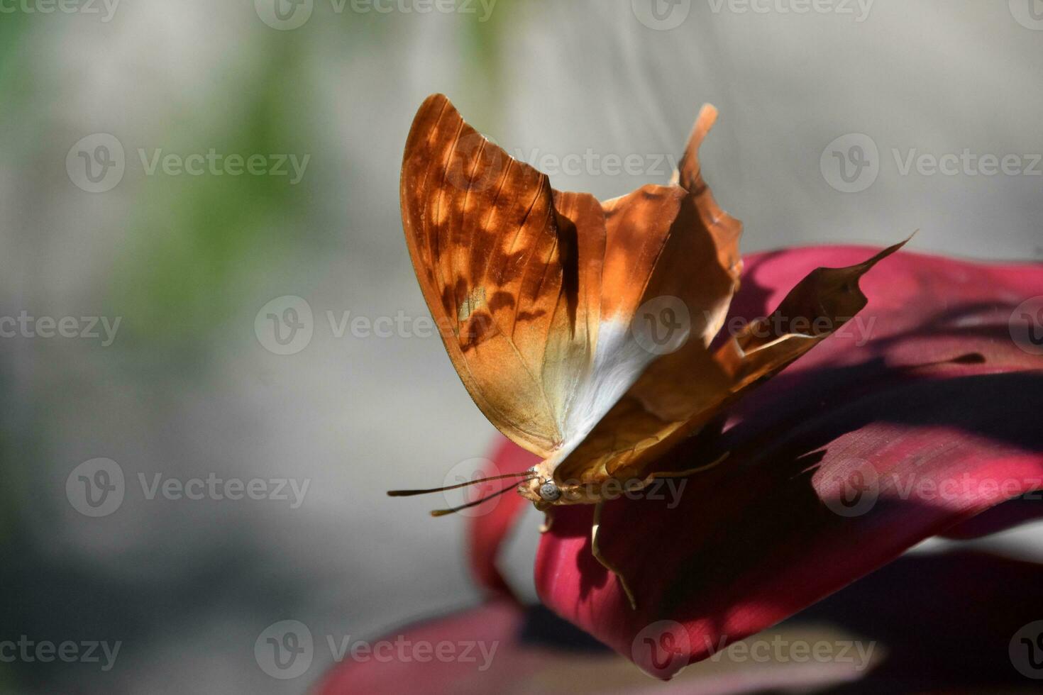 Stunning Flame Butterfly in a Garden with Red Foliage photo