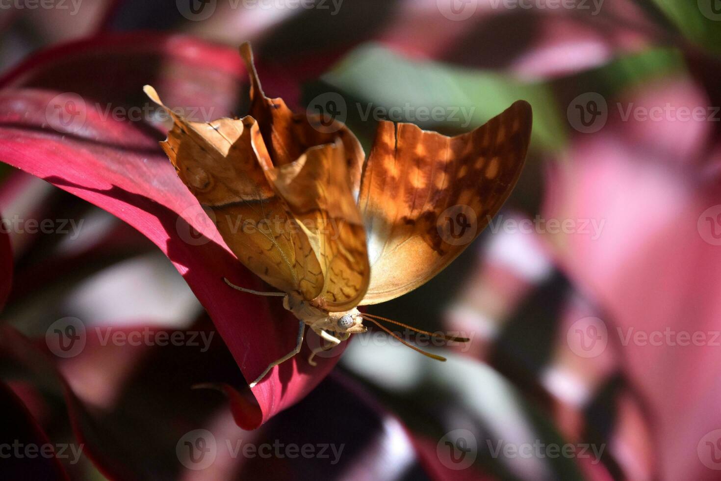 Gorgeous Butterfly on Red Foliage in a Garden photo