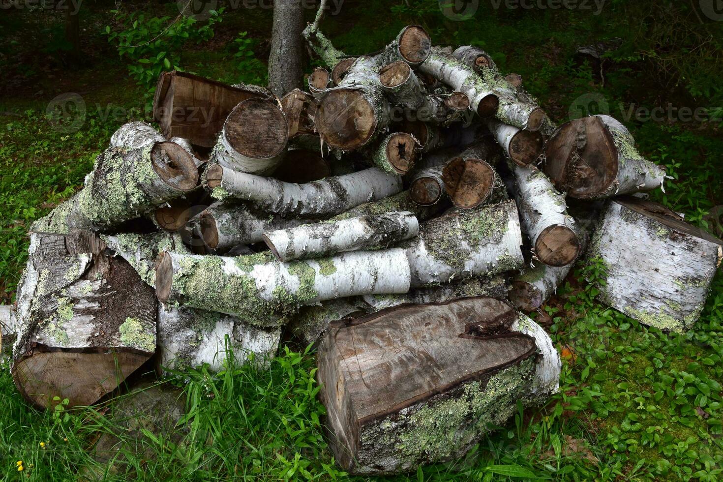 Collection of Birch Bark Logs in the Summer photo