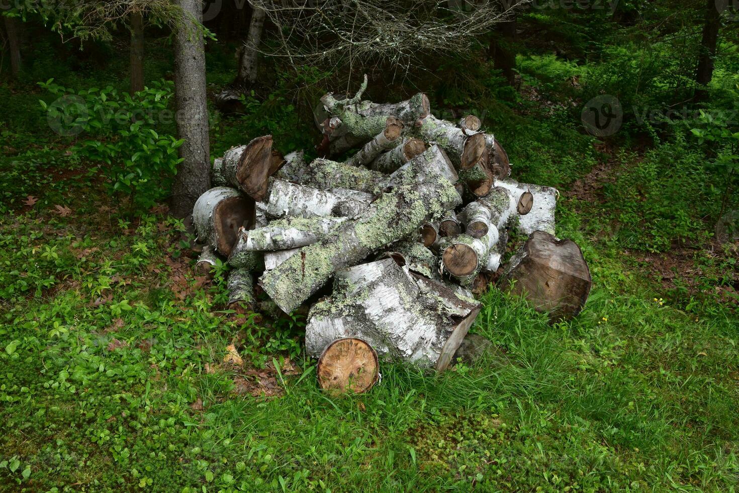 Pile of Birch Logs Ready for Chopping photo